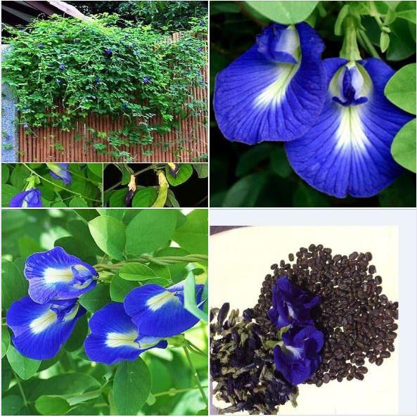 Hạt giống hoa đậu biếc hoa cánh đơn - 20 hạt/gói