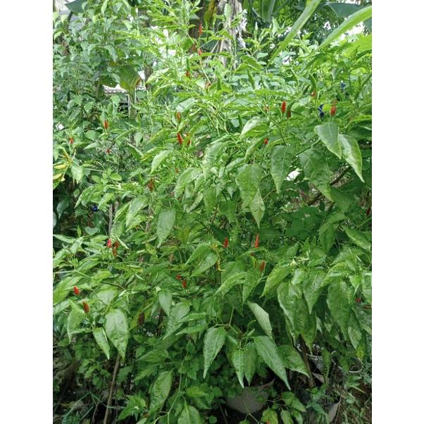 Hạt giống ớt xiêm tỉ lệ nảy mầm>95%