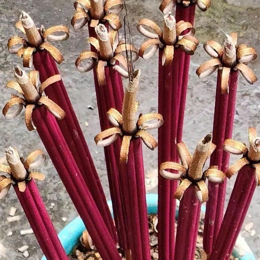 Com Bo 2 Túi  ( 18 Cây ) Nhang Nở Hoa 5 Cánh Đốt Nở Đẹp Ý Nghĩa Tâm Linh