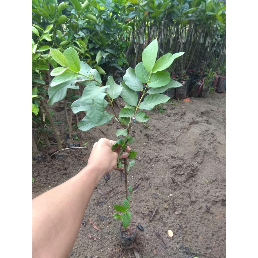 Cây giống ổi Đông Dư cam kết chất lượng