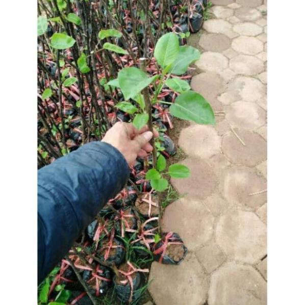 Cây Giống Lê Vàng, Cao 1m