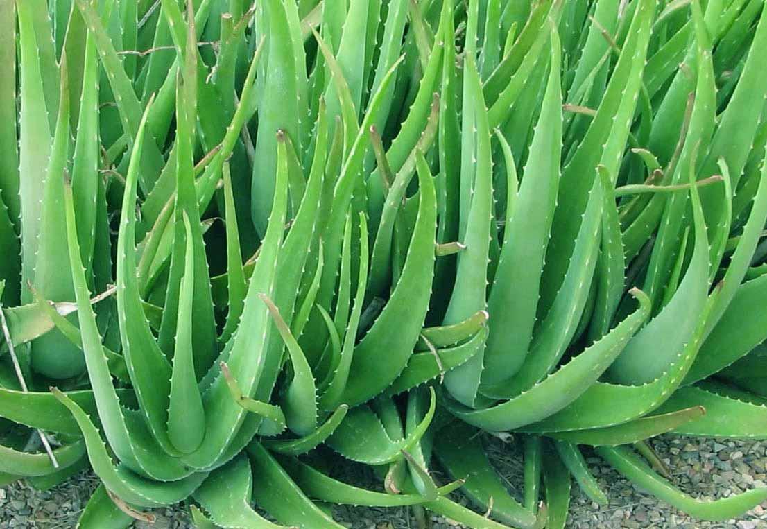 Cây Nha Đam - Chậu Rau Dược Liệu