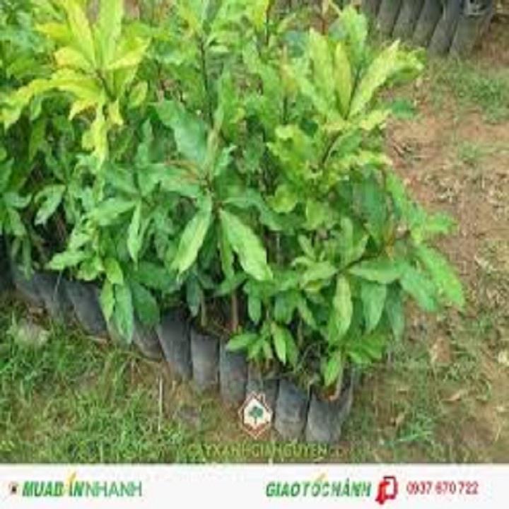 CÂY GIỐNG CÂY LỘC VỪNG-CÂY PHONG THỦY TÀI LỘC - CGCLV