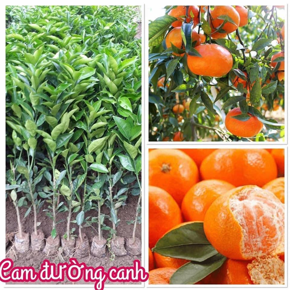 CÂY GIỐNG CAM CANH KHÔNG HẠT SIÊU NGỌT - TRỒNG chậu được,