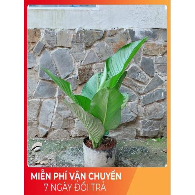 Cây Đại Phú Gia