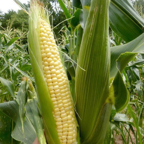 Hạt Giống Ngô Ngọt Lai F1 GOLDEN COB Năng Suất Cao 50gram