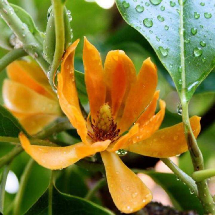 CHẬU CÂY HOA NGỌC LAN HOA VÀNG - CÂY CHOAI LỚN, SẮP HOA