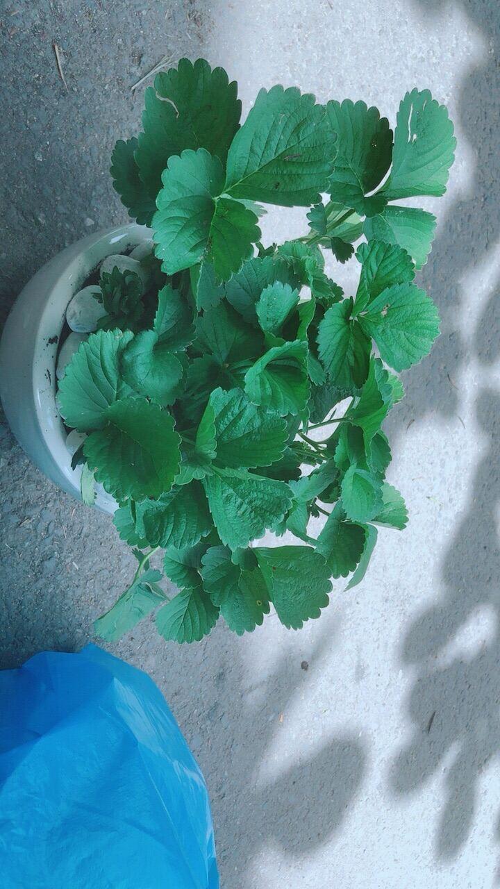 Chậu Cây Dâu Tây