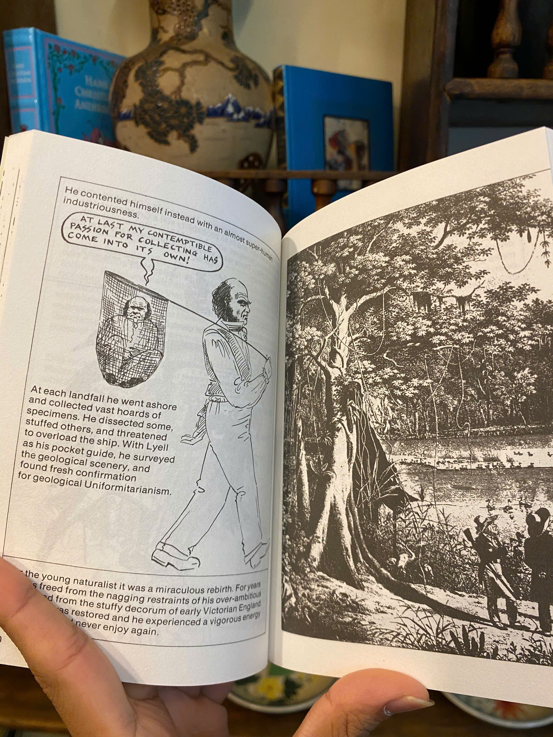 Sách - Introducing Darwin: A Graphic Guide by Jonathan Miller - Science/Nonfiction book in English