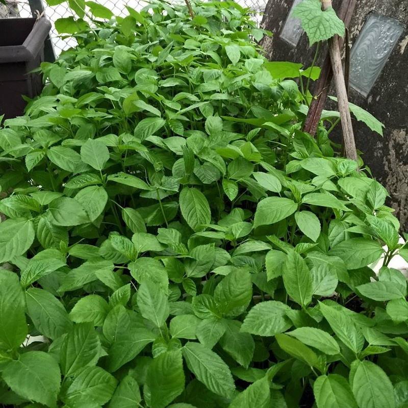 Hạt giống rau đay xanh cao sản - 1 gói 20 gram