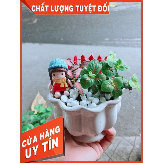 Chậu Cẩm Nhung Có Trang Trí