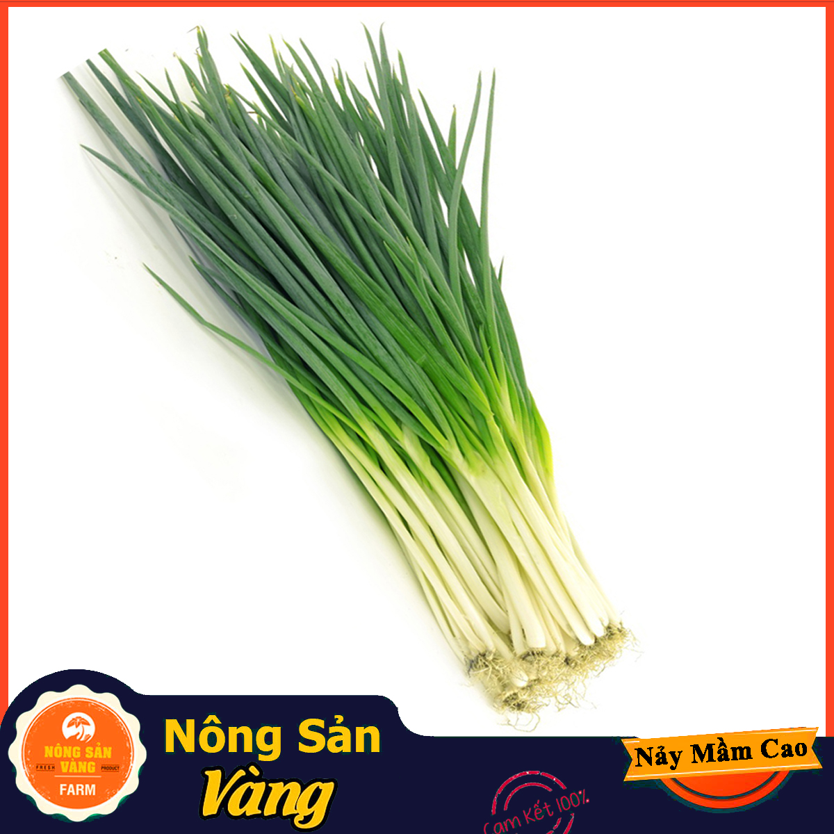 Hạt giống Hành Lá ( Gói 1 Gram ) - Nông Sản Vàng