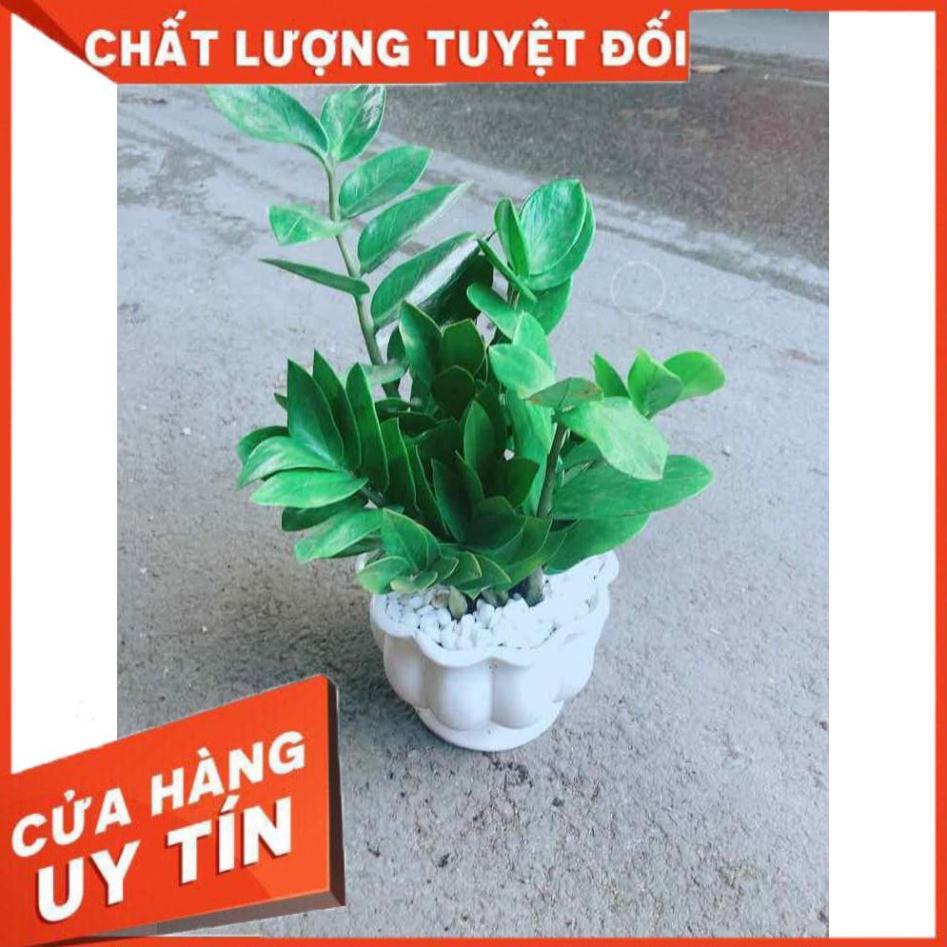 Chậu Kim Tiền Nhiều Người Mua