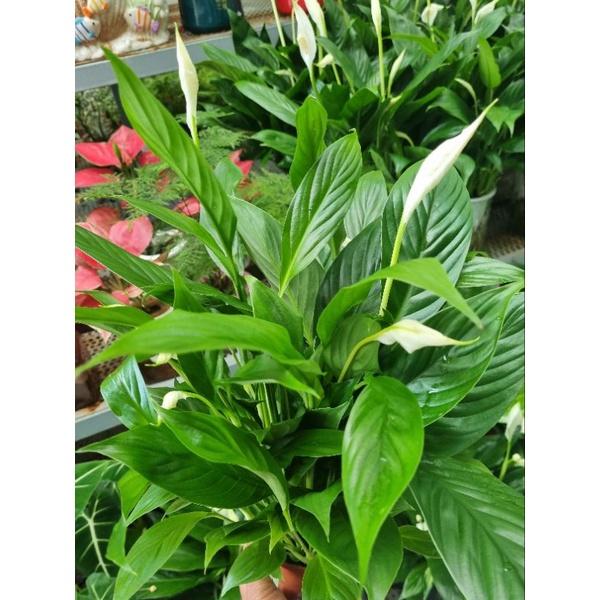 Lan ý trồng thủy sinh - cây cảnh để bàn
