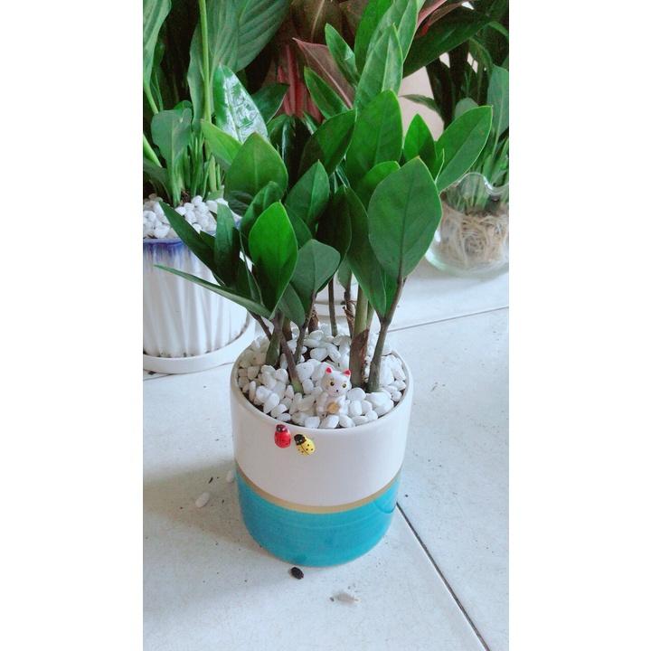 Chậu Cây Kim Tiền Thái Để Bàn