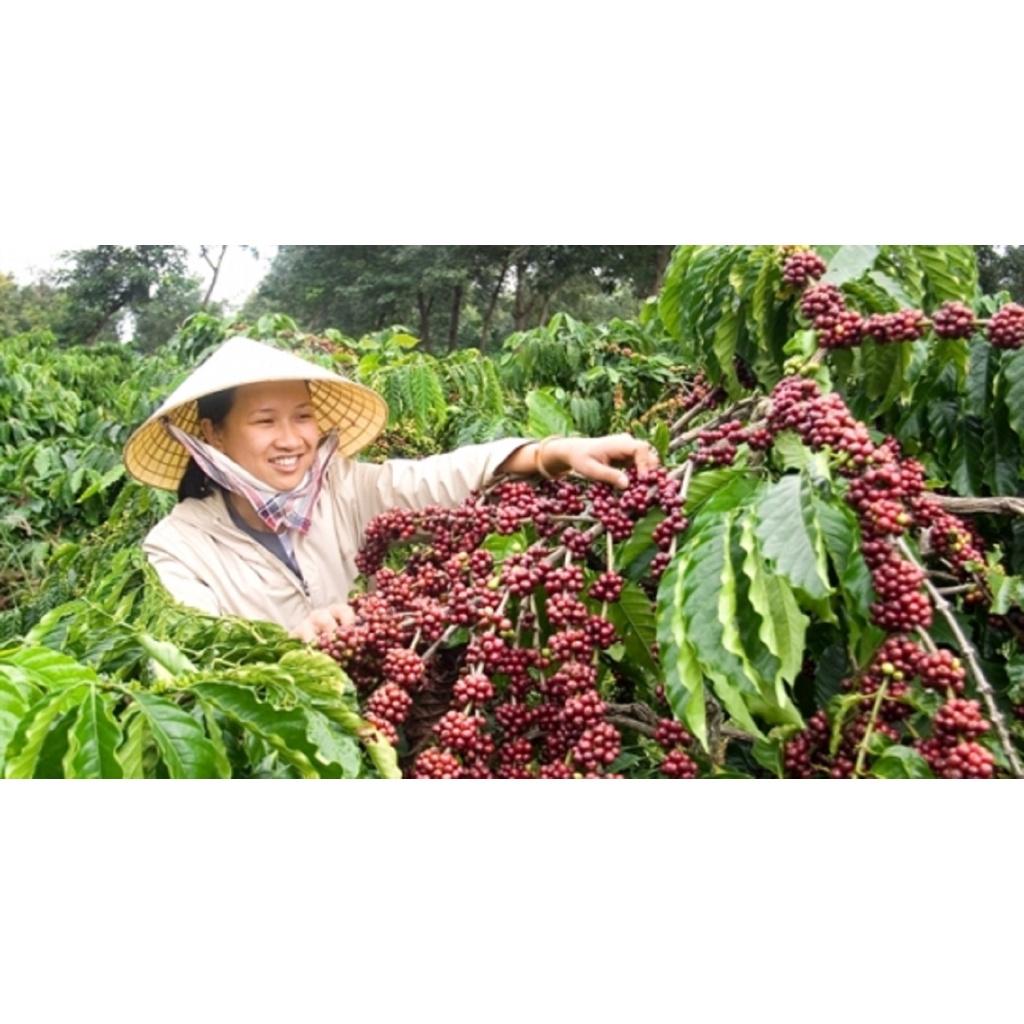 500 gram Hạt giống Cà Phê VỐI CAO SẢN Lá Xoài  - HẠT TUYỂN CHỌN TỪ CÂY MẸ. KÈM HƯỚNG DẪN ƯƠM] *
