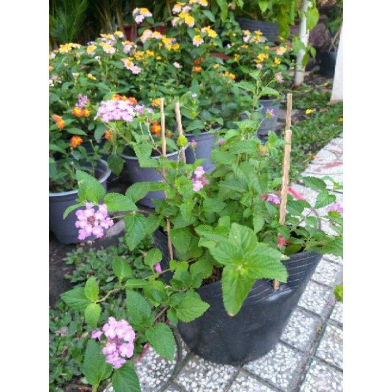 Cây Ngũ Sắc Tím