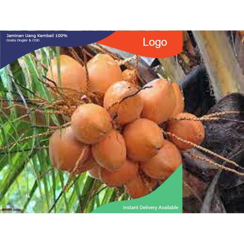 CÂY GIỐNG DỪA XIÊM LÙN ĐỎ BẾN TRE SIÊU QUẢ, NĂNG SUẤT CAO CHUẨN F1