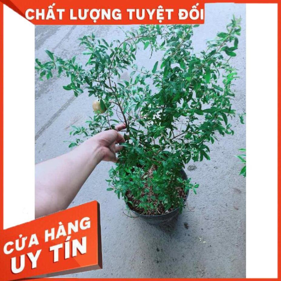 Cây Lựu Quả To Nhiều Người Mua