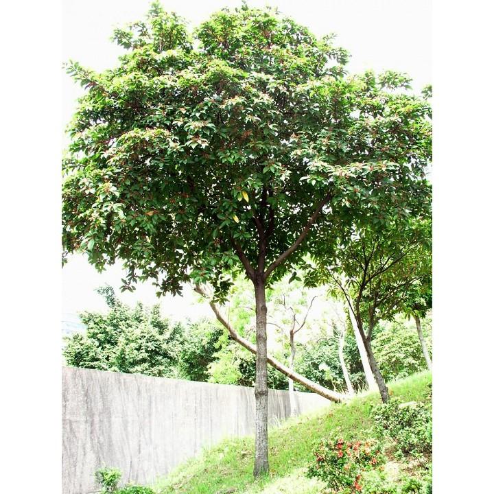 CÂY SANG Cây ĐẸP TỪ TÊN ĐẾN HÌNH DÁNG ĐẾN Ý NGHĨA