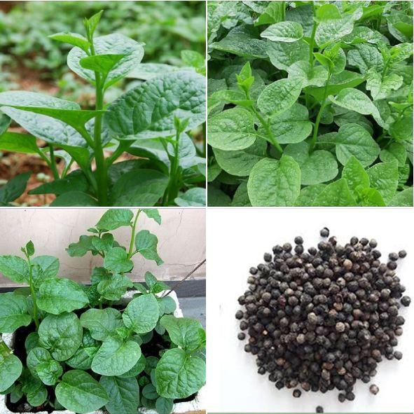 Combo 9 gói hạt giống các loại rau - tặng 1 phân bón