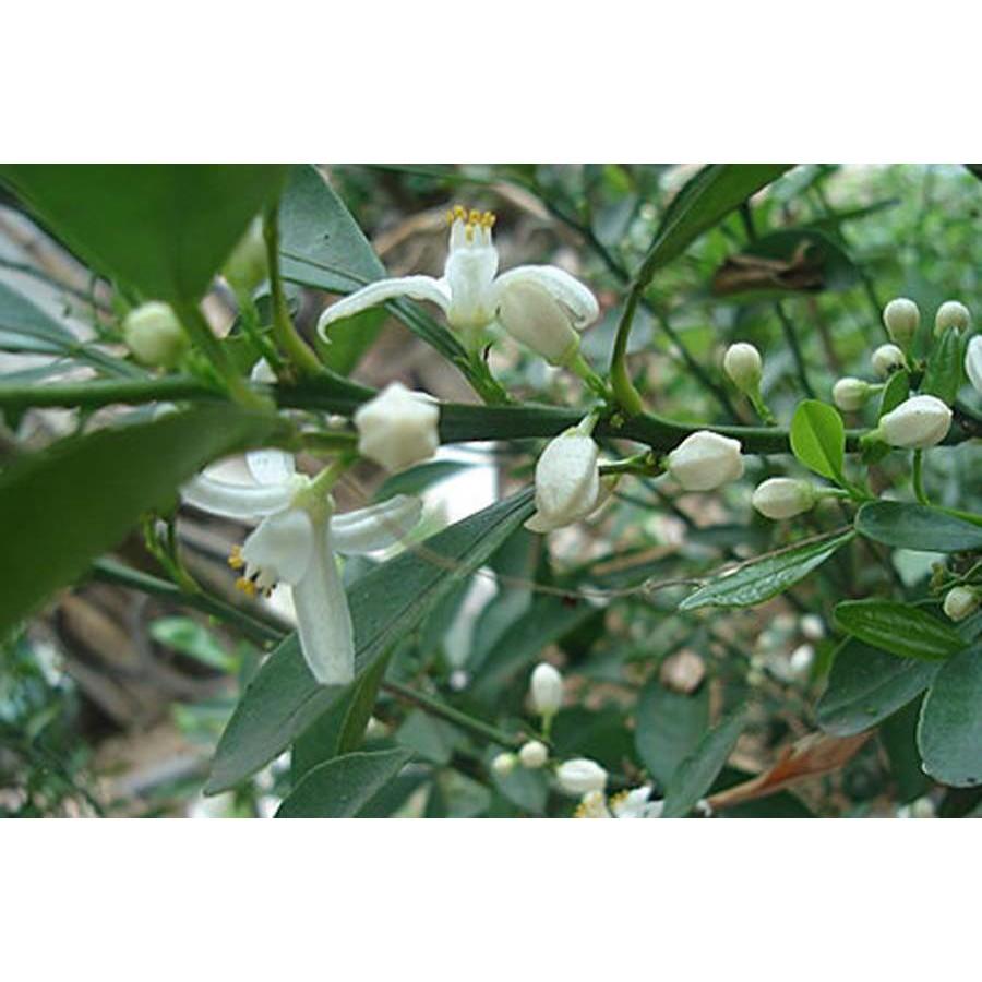 Cây giống CHANH TỨ QUÝ - GIỐNG CHUẨN F1 SIÊU QUẢ