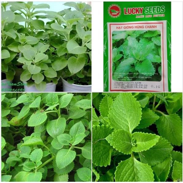 Hạt giống rau húng chanh,húng bạc hà-gói 0,1 gram/tặng kèm gói phân bón lót