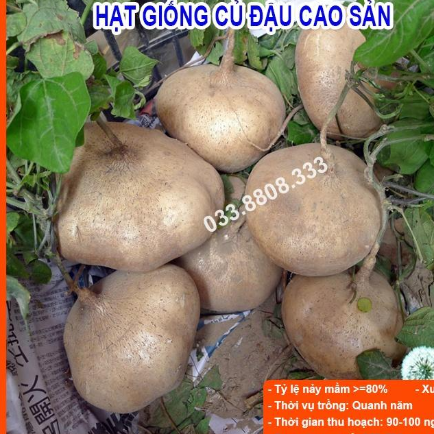 HẠT GIỐNG CỦ ĐẬU 500gram - CỦ TO ĐẸP ĐỀU , TỶ LỆ NẢY MẦM CAO