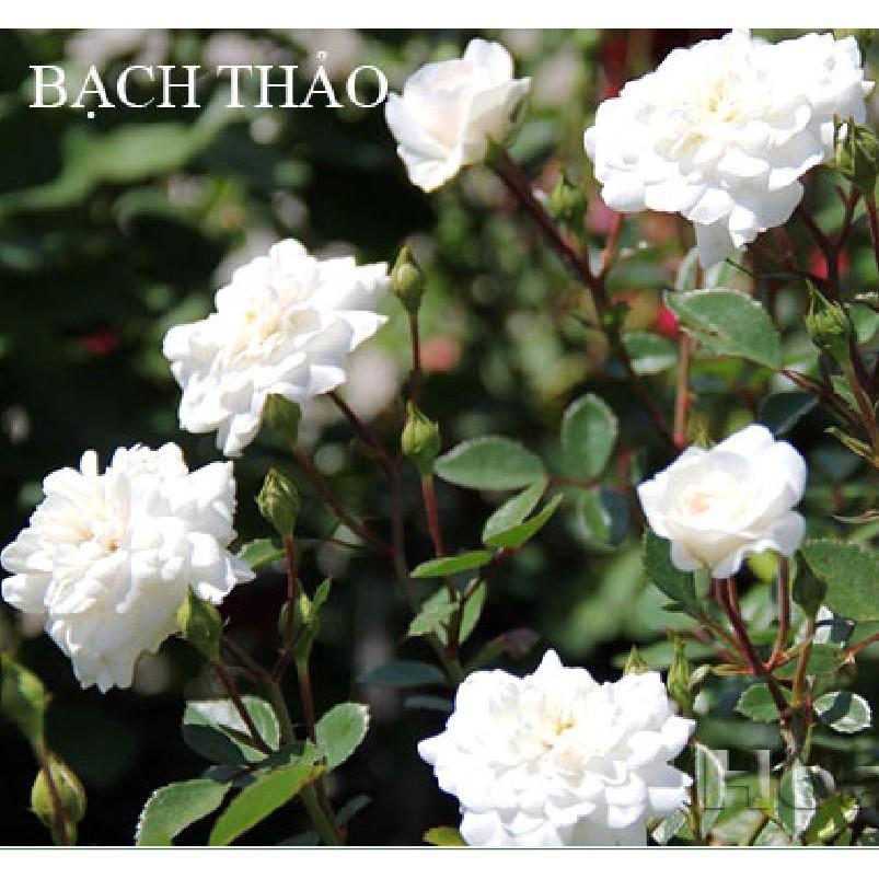 Hạt giống hoa hồng trắng - 20 hạt/gói