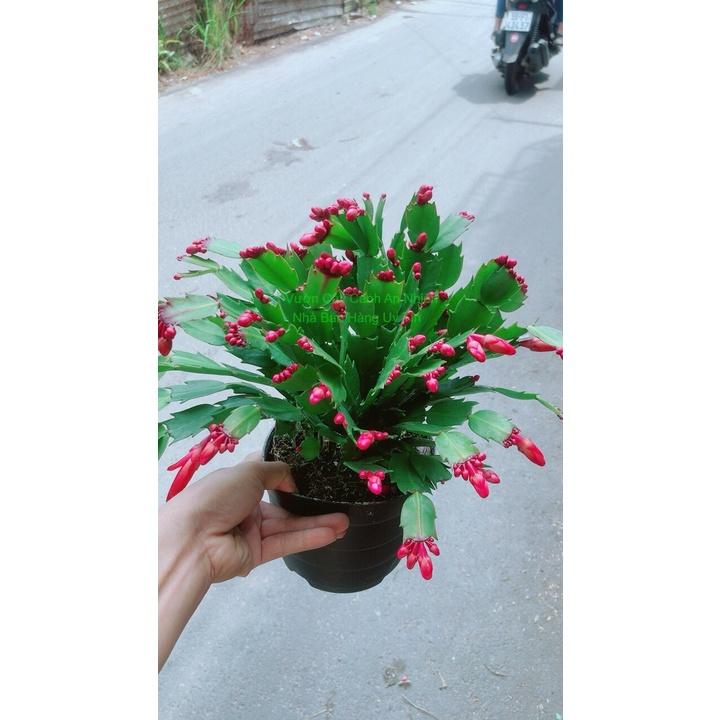 Chậu Cây Càng Cua