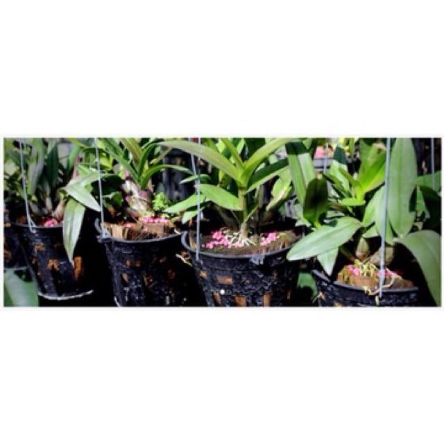 2 HỘP PHÂN BÓN THÔNG MINH TAN CHẬM CÓ KIỂM SOÁT RYNAN NPK 14-14-14+TE