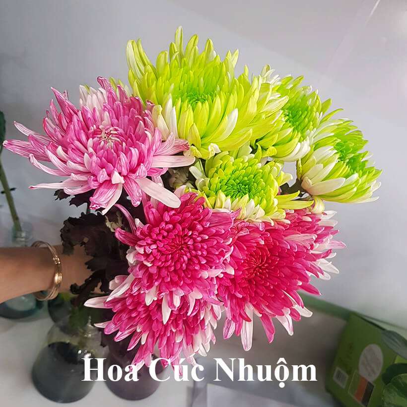 Dung Dịch Nhuộm Hoa Cắt Cành Đổi Màu theo Công Nghệ Israel giúp hoa nhuộm đổi màu theo ý muốn – The Color Sodium for Fresh Flowers