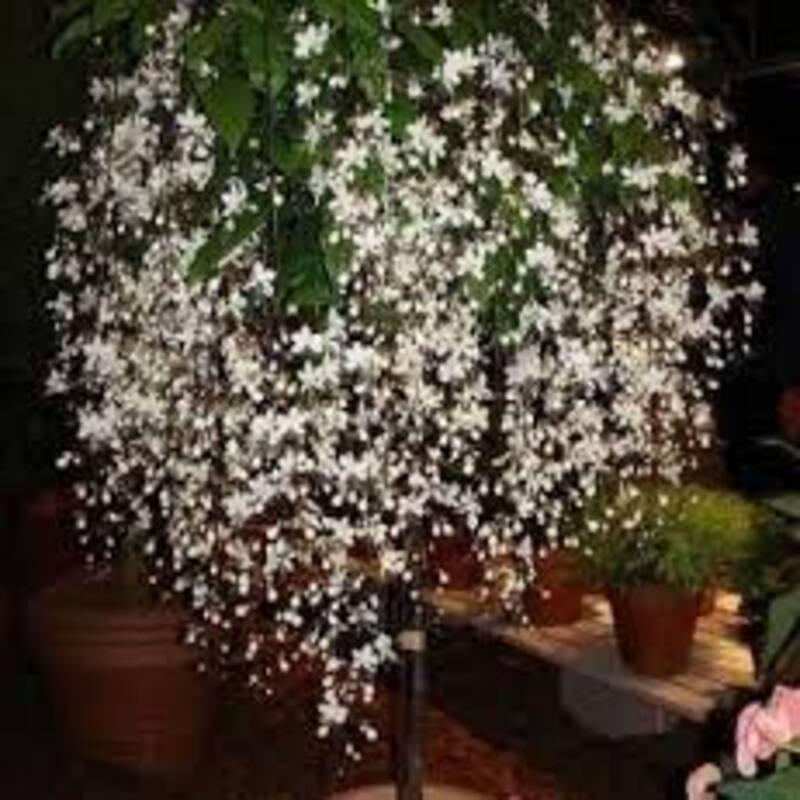 COMBO 2 BẦU CÂY GIỐNG " Dạ Ngọc Minh Châu " – hoa chơi tết mang lại tài lộc