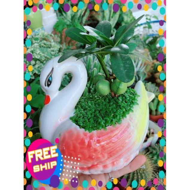 Chậu May Mắn Thiên Nga