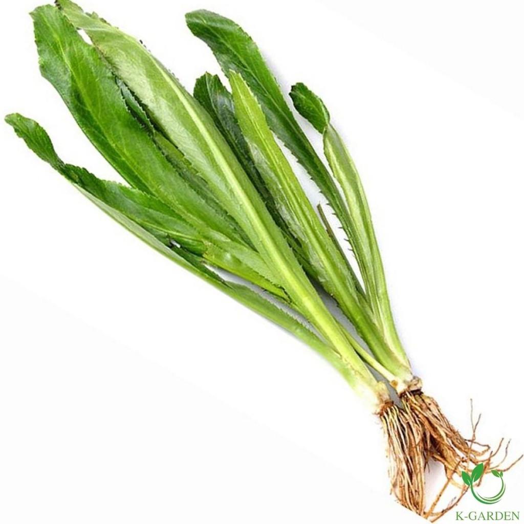 Hạt giống Mùi Tàu Cao Cấp - Chất Lượng Tốt - Thu Hoạch Nhanh