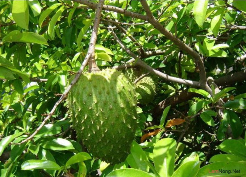 1 KG LÁ tươi MÃNG CẦU XIÊM THÁI [ MÃNG CẦU GAI .