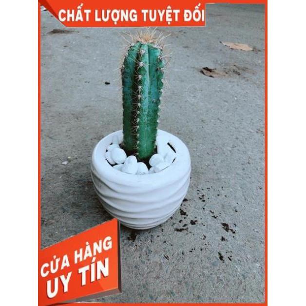 Chậu Xương Rồng Trụ