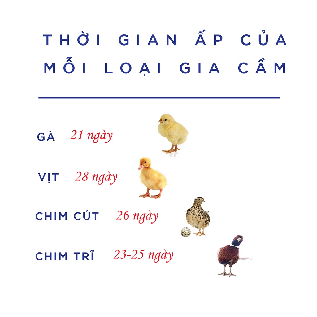 MÁY ĐO CHỈNH NHIỆT 320K ứng dụng ẤP TRỨNG gà, vịt, bồ câu, chim cút, chim trĩ, đà điểu... với số lượng từ 50-300 trứng