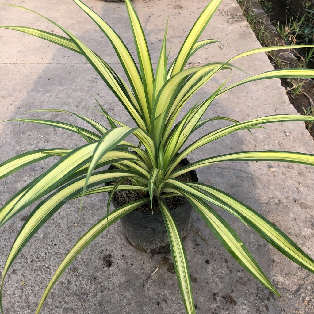 Cây dứa sọc vàng  chiều cao 20cm bụi cây to khỏe lá vươn dài đẹp sức sống tốt thích hợp trang trí sân vườn