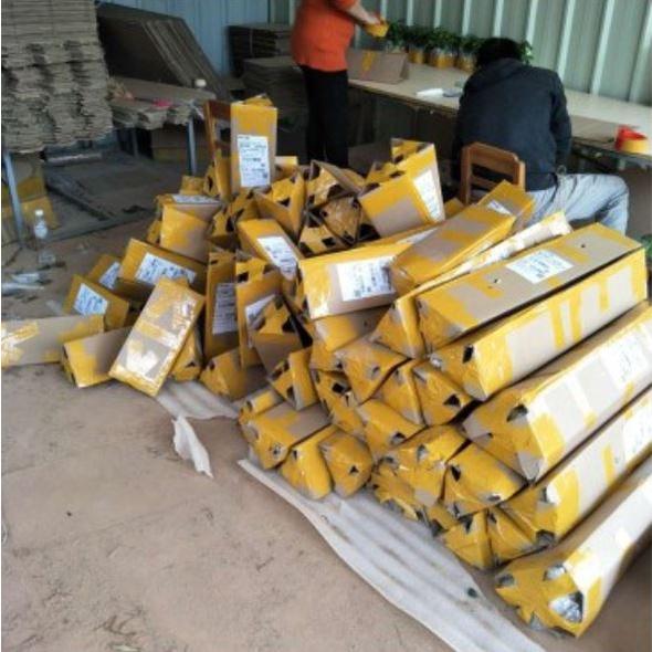 Cây cam cara ruột đỏ không hạt - cây ghép chuẩn giống F1 thân cao từ 50-60cm sinh trưởng nhanh ra quả chỉ sau 2 năm