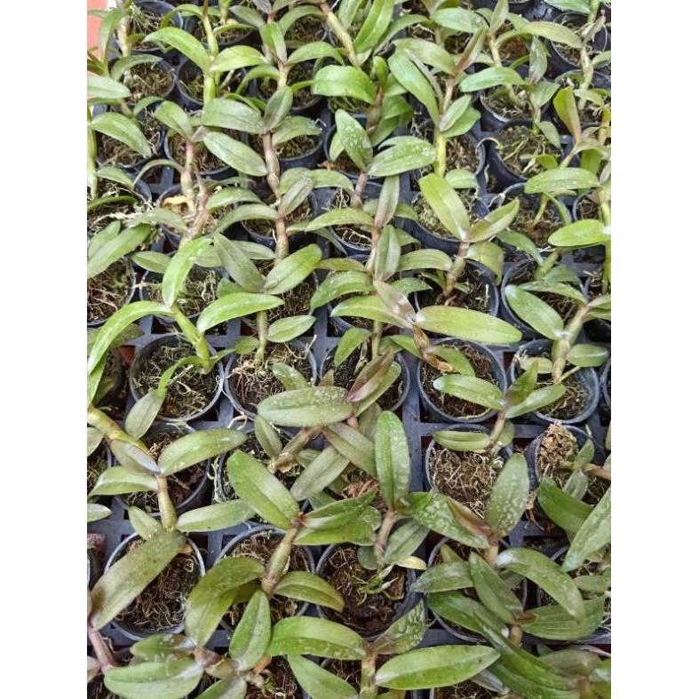 Combo 2 cốc phi điệp tím giống