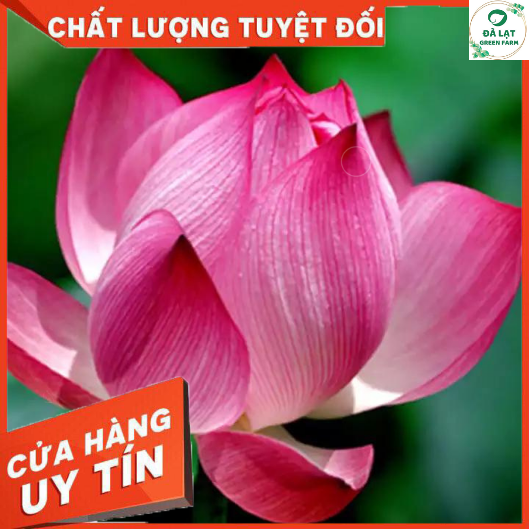 15H - HẠT GIỐNG SEN TA( SEN HỒNG VN)