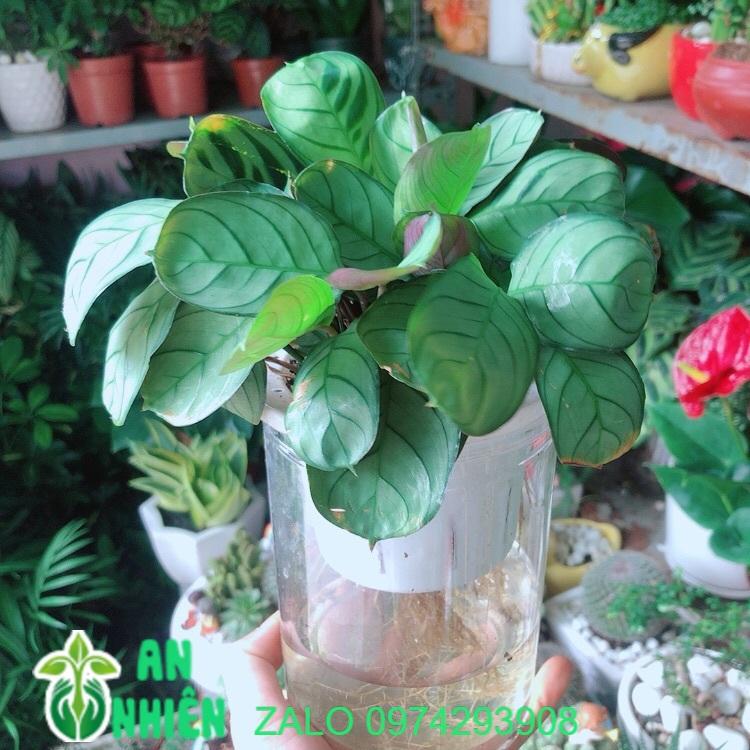 Chậu Cây Đuôi Công