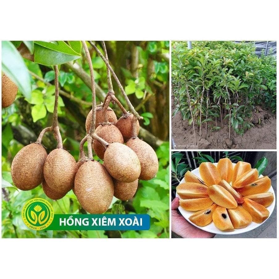 Cây giống Hồng Xiêm ghép
