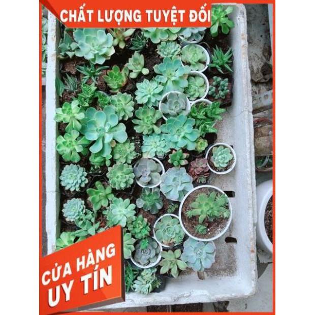 Combo 10 cây sen đá