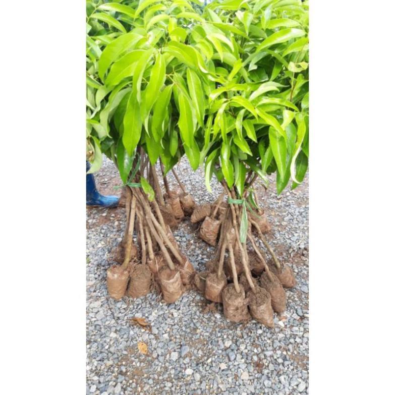 Sản phẩm CÂY GIỐNG VẢI LỤC NGẠN