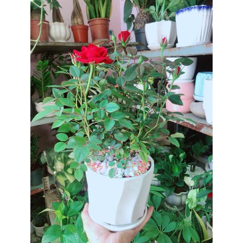 Chậu Hoa Hồng Đỏ