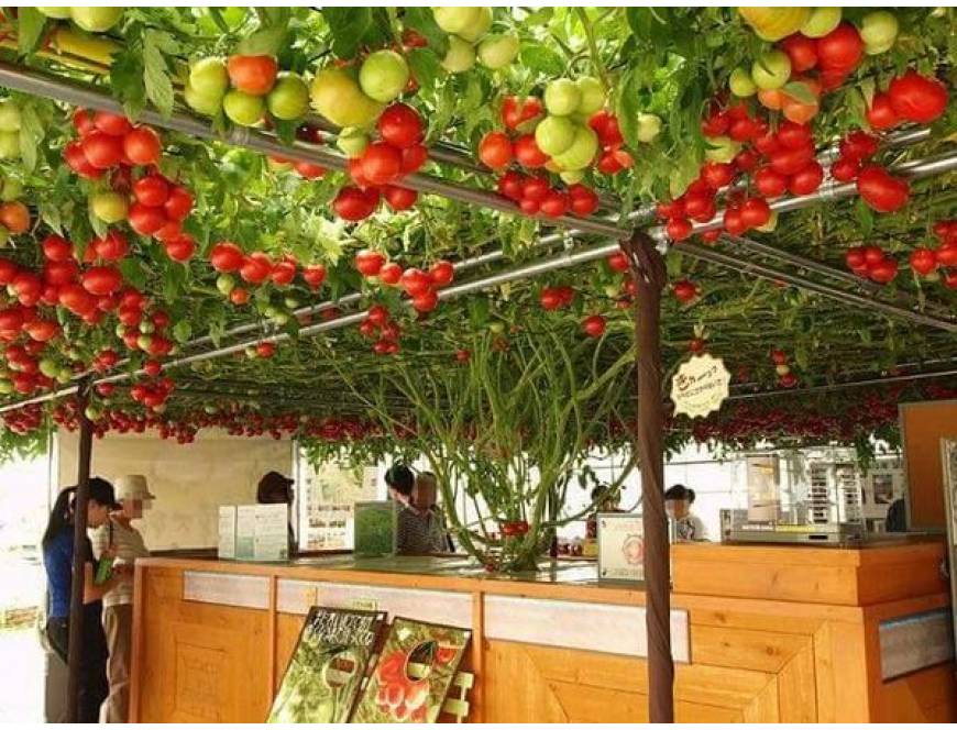 Cà Chua Bạch Tuộc 10 hạt