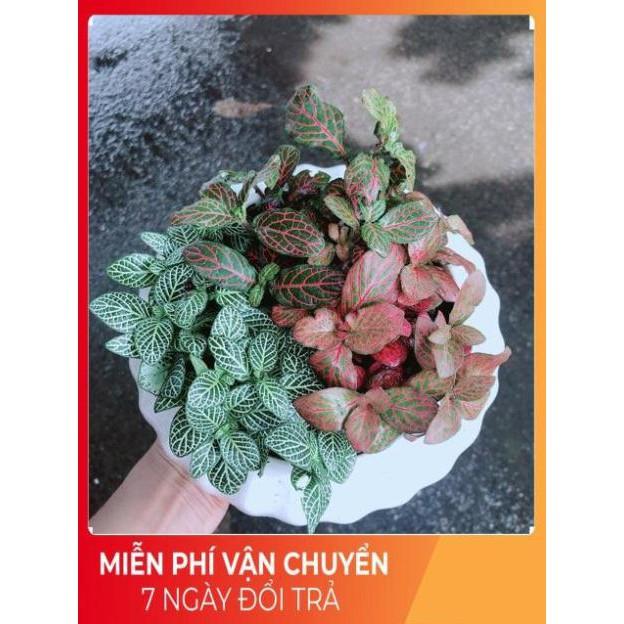 Chậu Cây Cẩm Nhung Mix Đủ Màu