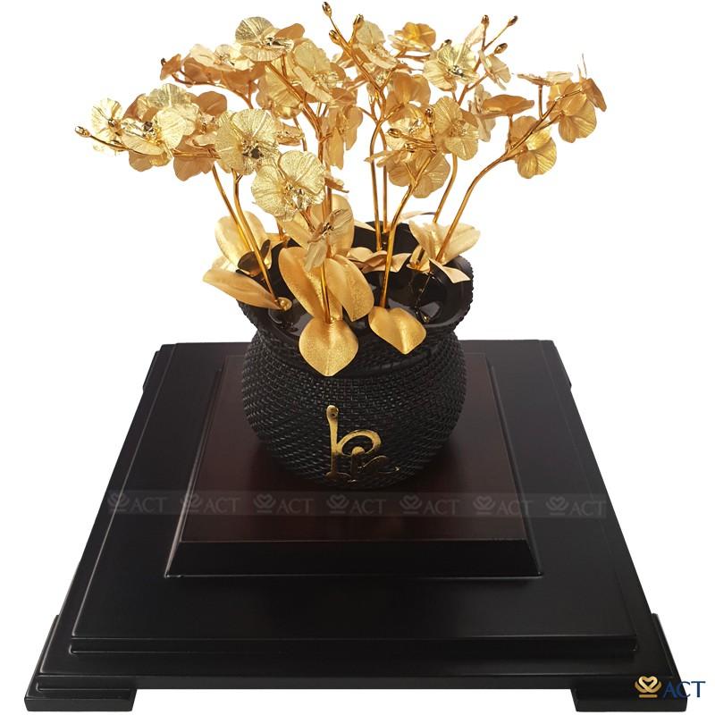 CHẬU LAN HỒ ĐIỆP 12 CÀNH